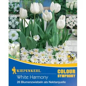 Virághagyma White Harmony