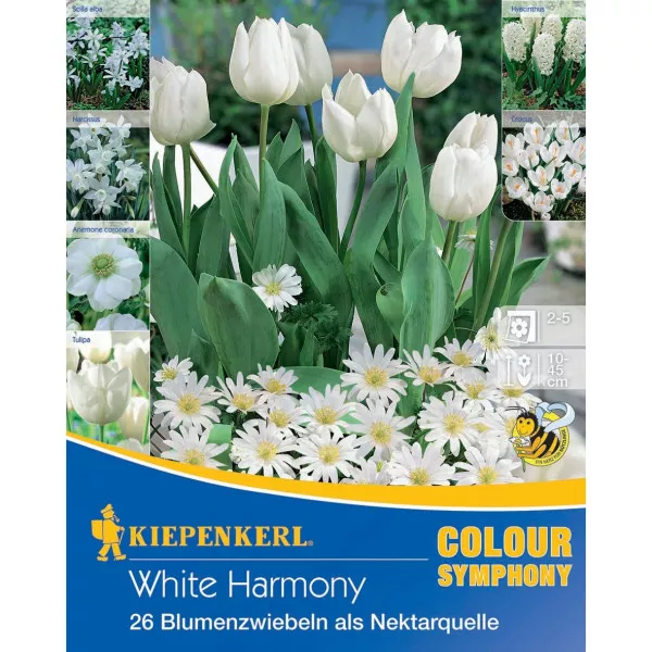 Virághagyma White Harmony