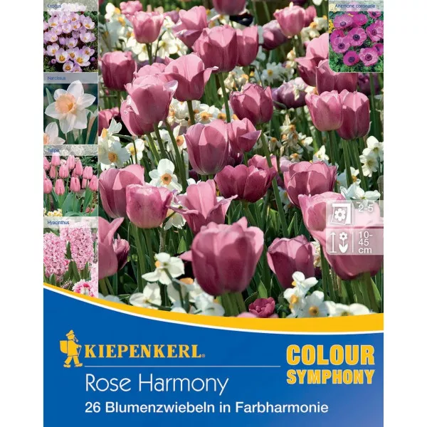 Virághagyma Rose Harmony