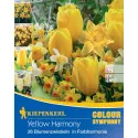 Virághagyma Yellow Harmony