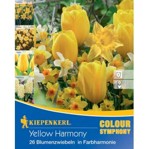 Virághagyma Yellow Harmony