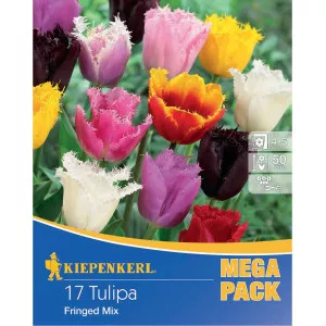Mega Pack Rojtos Tulipán színkeverék