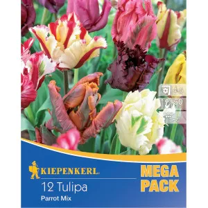 Mega Pack Tulipán Papagei színkeverék