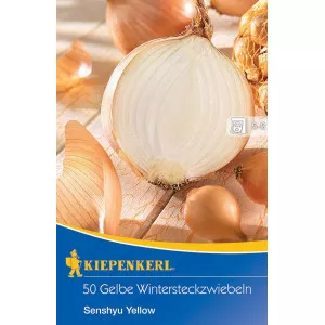 Vöröshagyma téli Senshyu Yellow