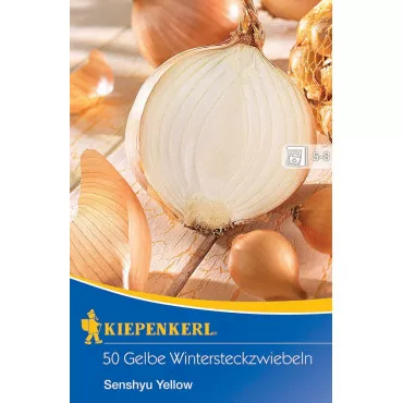Vöröshagyma téli Senshyu Yellow