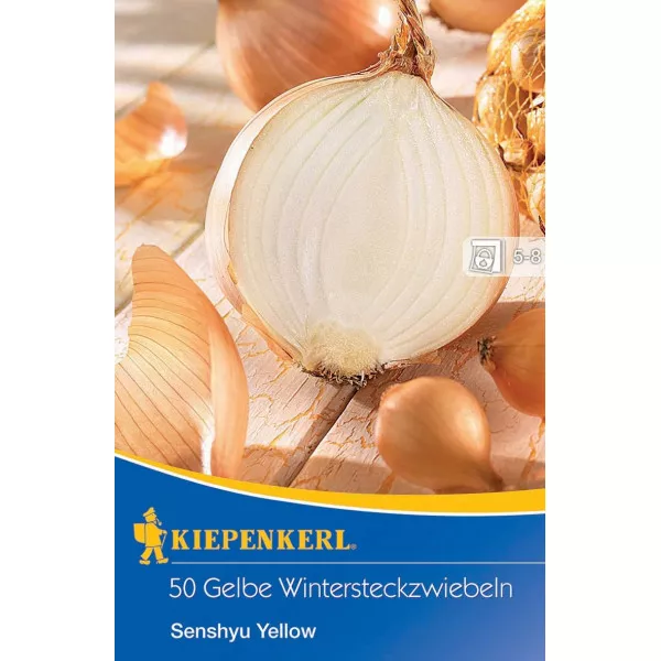 Vöröshagyma téli Senshyu Yellow