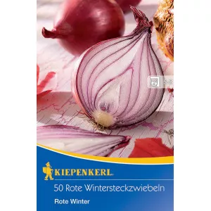 Lilahagyma téli Rote Winter