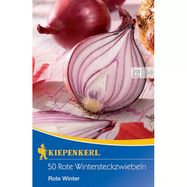 Lilahagyma téli Rote Winter