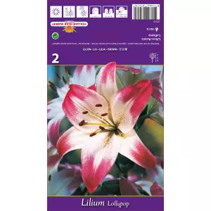 Ázsiai Liliom Lollypop