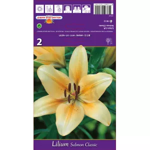 Ázsiai Liliom hosszú virágokkal (LA) Salmon Classic