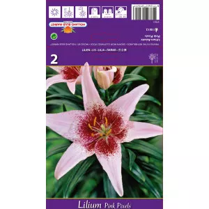 Ázsiai Liliom Pink Pixels