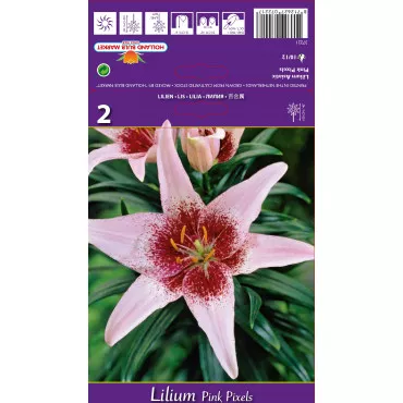 Ázsiai Liliom Pink Pixels