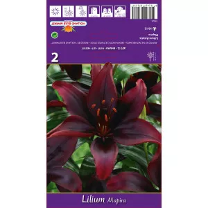 Ázsiai Liliom Mapira