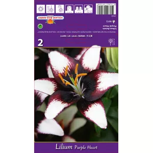 Ázsiai Liliom Purple Heart