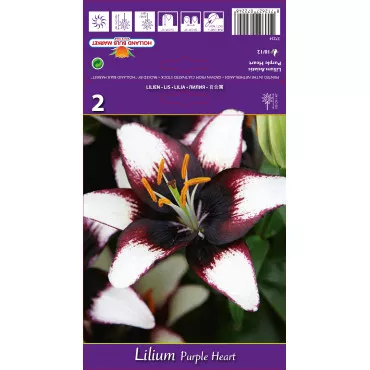 Ázsiai Liliom Purple Heart