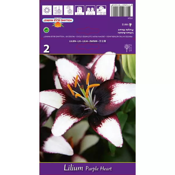 Ázsiai Liliom Purple Heart
