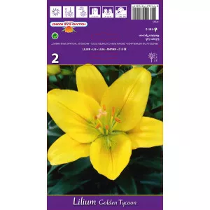 Ázsiai Liliom hosszú virágokkal (LA) Golden Tycoon