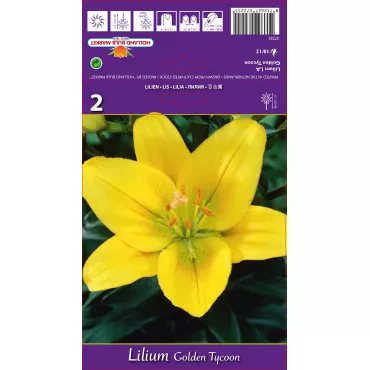 Ázsiai Liliom hosszú virágokkal (LA) Golden Tycoon