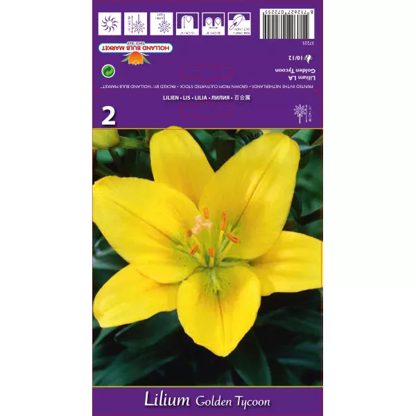 Ázsiai Liliom hosszú virágokkal (LA) Golden Tycoon