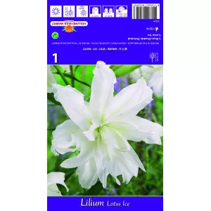Dupla Keleti Liliom Lotus Ice