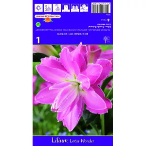 Dupla Keleti Liliom Lotus Wonder