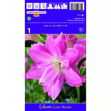 Dupla Keleti Liliom Lotus Wonder