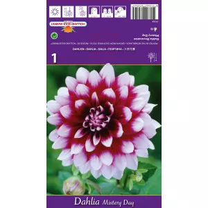 Dekoratív Dália Mistery Day