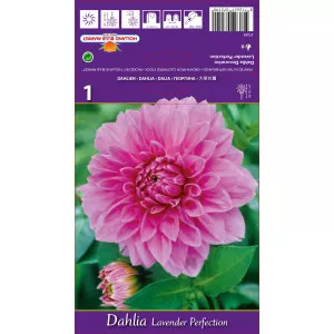 Dekoratív Dália Lavender Perfection