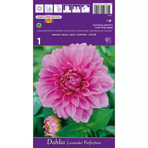 Dekoratív Dália Lavender Perfection Dekoratív Dália Lavender Perfection