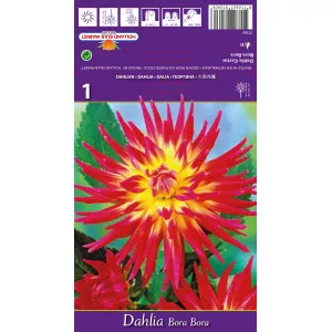 Kaktusz Dália Bora Bora