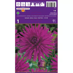 Kaktusz Dália Purple Gem