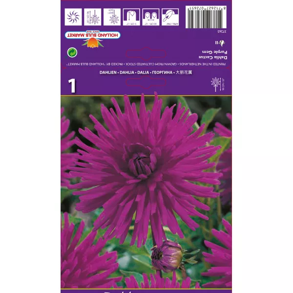Kaktusz Dália Purple Gem Kaktusz Dália Purple Gem