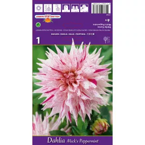 Kaktusz Dália Mick's Peppermint