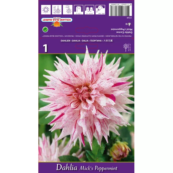 Kaktusz Dália Mick's Peppermint Kaktusz Dália Mick's Peppermint