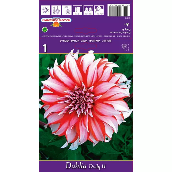 Dekoratív Dália Dolly H Dekoratív Dália Dolly H