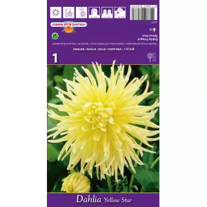 Rojtos Dália Yellow Star