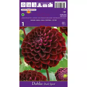 Labda Dália Dark Spirit