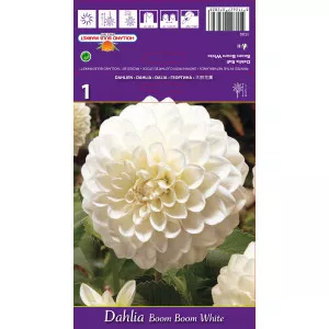 Labda Dália Boom Boom White