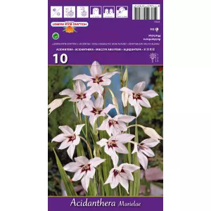Abesszín Kardvirág (Acidanthera Murielae)