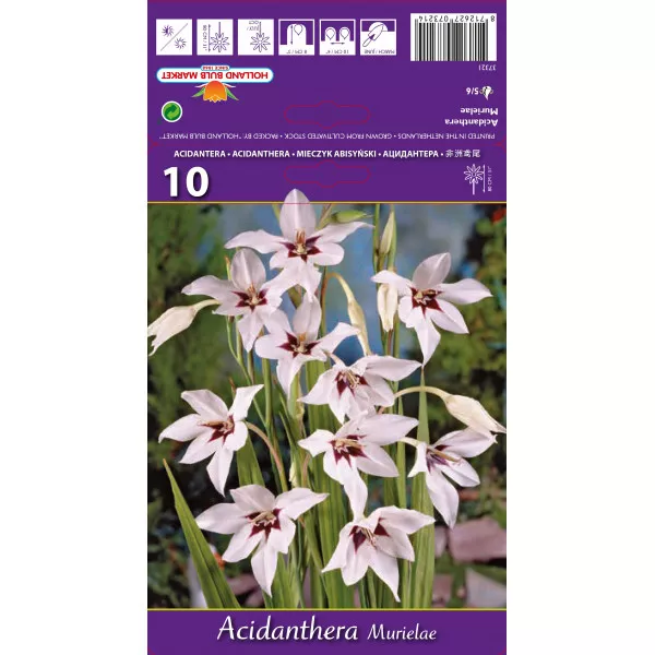 Abesszín Kardvirág (Acidanthera Murielae)