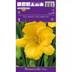 Sásliliom (Hemerocallis), sárga