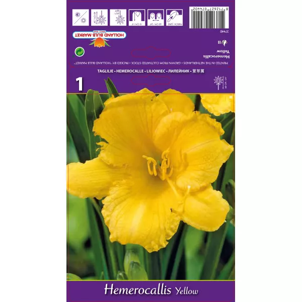 Sásliliom (Hemerocallis), sárga