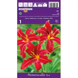 Sásliliom (Hemerocallis), piros