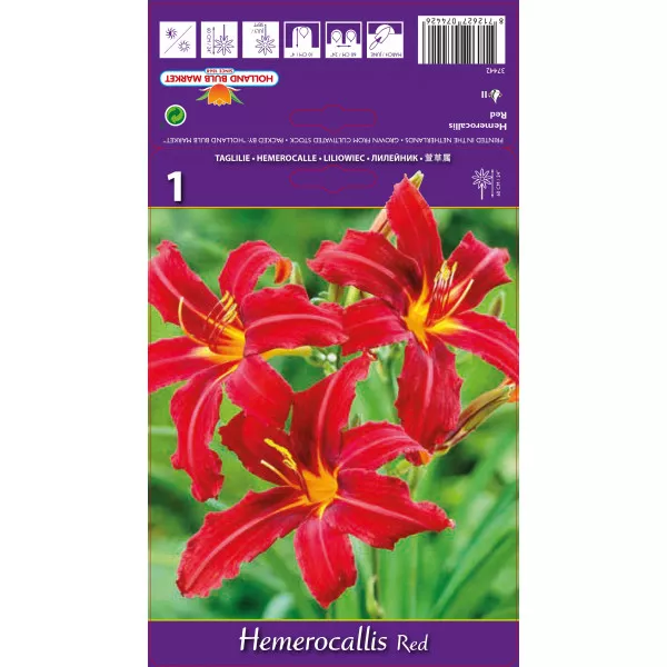 Sásliliom (Hemerocallis), piros