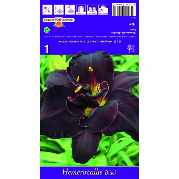 Sásliliom (Hemerocallis) Double Black
