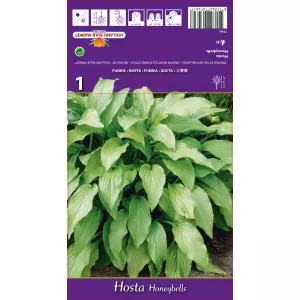 Árnyékliliom (Hosta) Honeybells