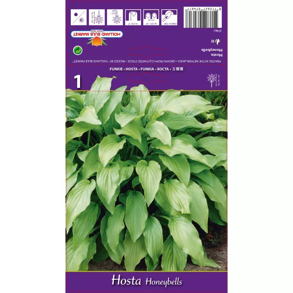 Árnyékliliom (Hosta) Honeybells