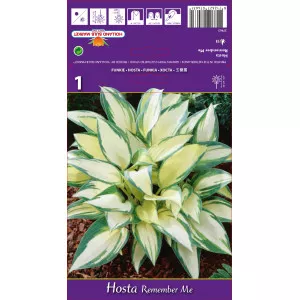 Árnyékliliom (Hosta) Remember Me