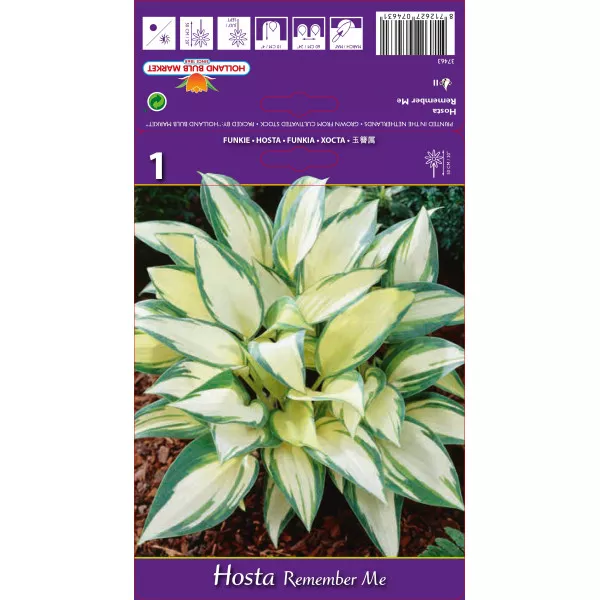 Árnyékliliom (Hosta) Remember Me