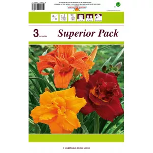 Dupla Sásliliom (Hemerocallis), színkeverék